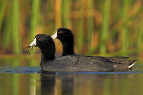 American Coot (Fulica americana), Florida, USA