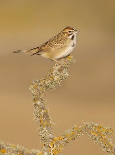 Hermit Thrush (Catharus guttatus) perched on a branch, California, USA