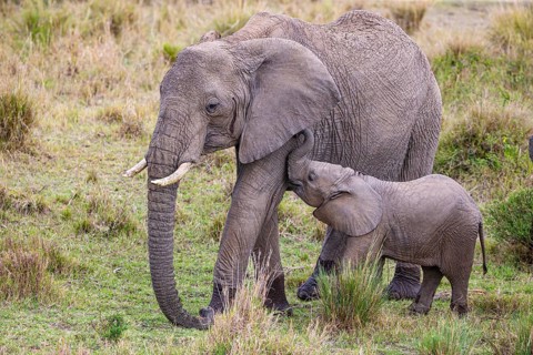 African elephant (Loxodonta africana) Masai Mara Kenya