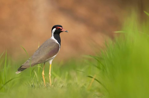 Red-wattled Lapwing (Vanellus indicus) standing alert, Sreepur, Gazipur, Bangladesh