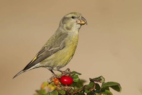 Parrot Crossbill - Kiefernkreuzschnabel - Loxia pytyopsittacus, Germany. female