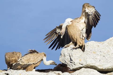 Griffon Vulture (Gyps fulvus), Mallorca, Spain