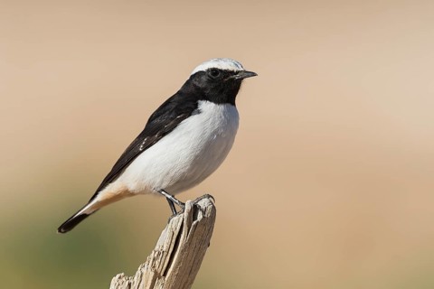 Mourning Wheatear (Oenanthe lugens) male, Eilat, Israel