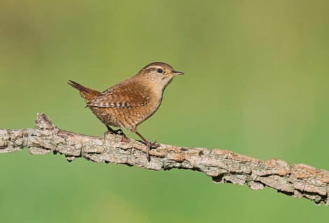 Eurasian Wren (Troglodytes troglodytes) perched on a branch, Aosta Valley, Italy