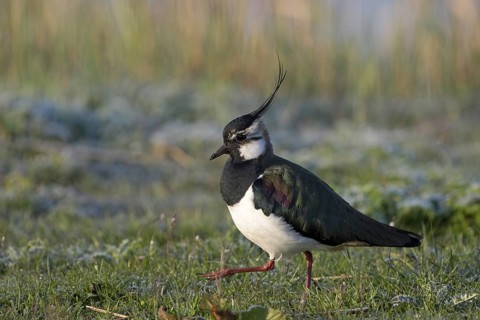 Kiebitz (Vanellus vanellus), Lapwing, mit Rauhreif, morgens, April, Insel Texel, Nordholland,