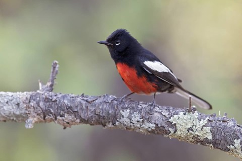 Painted Redstart (Myioborus pictus) perched on a branch in southern Arizona, USA