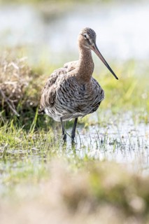 Black-tailed godwit (Limosa limosa), Lower Saxony, Germany
