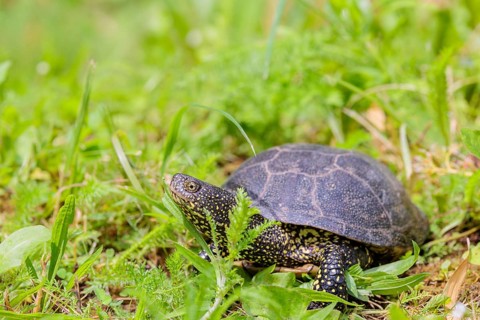 A European pond turtle (Emys orbicularis), makes its way through the green meadow next to the pond