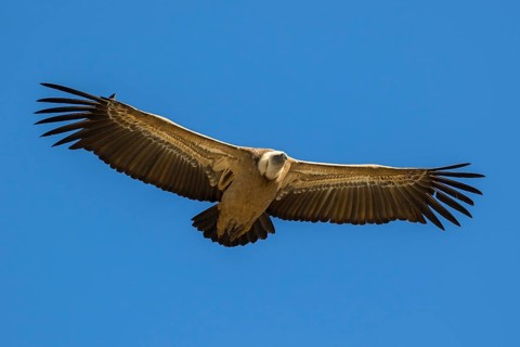 Griffon Vulture (Gyps fulvus) flying, Spain