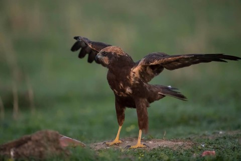 Marsh harrier (Circus aeruginosus), Extremadura, Castilla La Mancha, Spain
