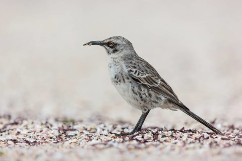 Hood Mockingbird (Mimus macdonaldi), Galapagos, Ecuador