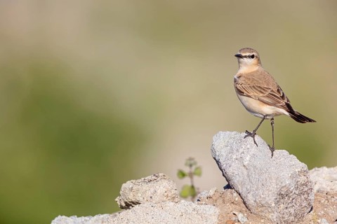 Isabelline Wheatear, (Oenanthe isabellina), biotope, habitat, foraging, animals, birds, songbird,