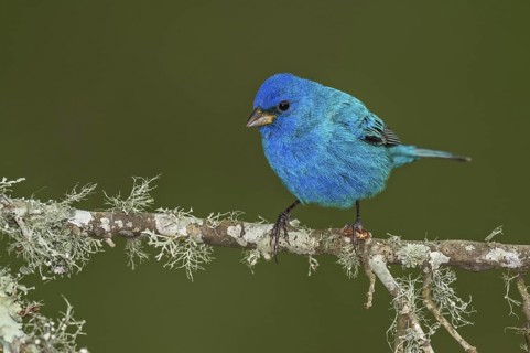 Indigo Bunting (Passerina cyanea) male perched on a branch, Texas, USA