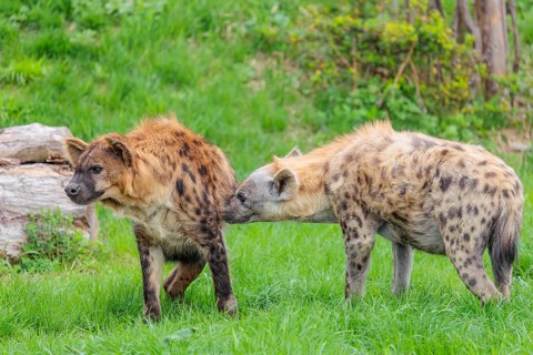 Two adult spotted hyenas (Crocuta crocuta), one male and one female, display courtship behaviour