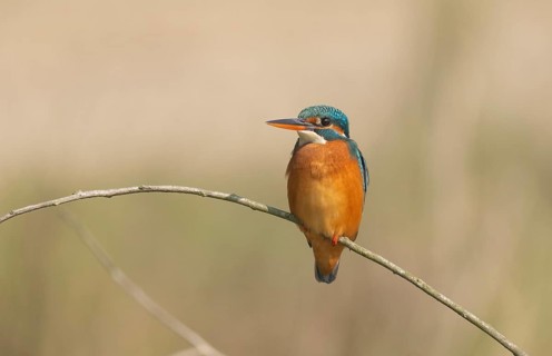 Vibrant Common Kingfisher (Alcedo atthis) perched on a thin branch, Sreepur, Gazipur, Bangladesh