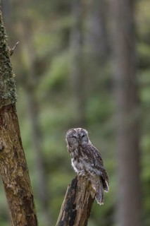 One tawny owl or brown owl (Strix aluco) sitting on a dead tree in the bavarian forest. Green