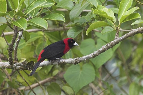 Crimson-collared Tanager (Ramphocelus sanguinolentus), Costa Rica