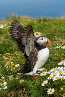 Atlantic Puffin (Fratercula arctica) on cliff, Iceland