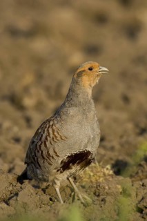 Grey Partridge (Perdix perdix) male, Lake Neusiedl, Austria