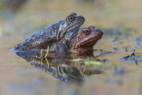 Grasfroesche bei der Paarung im Laichgewaesser