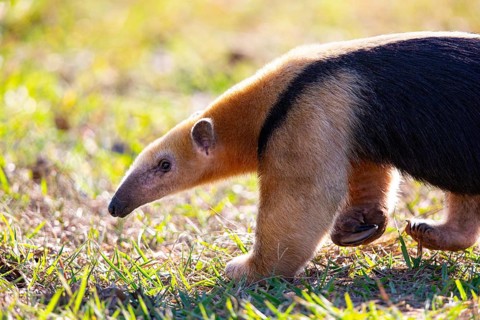 Southern tamandua (Tamandua tetradactyla) Pantanal Brazil