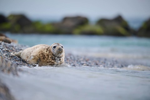 Grey seal (Halichoerus grypus) on the beach on the edge of the water with the sea in the