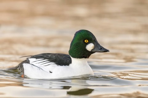 Common Goldeneye (Bucephala clangula) male, Arizona, USA