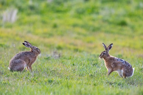 European hare (Lepus europaeus) Mating season Germany