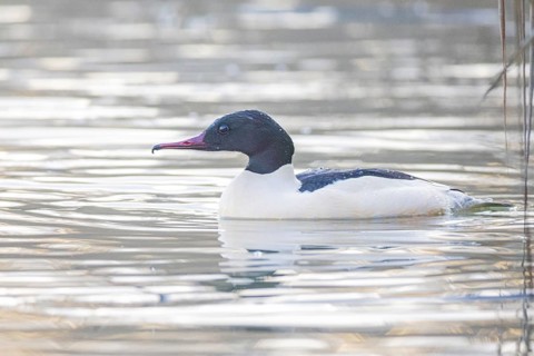 Goosander (Mergus merganser) ml Germany