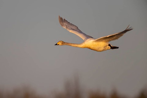 Whooper swan (Cygnus cygnus), Sweden