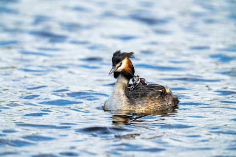 Great Crested Grebe (Podiceps scalloped ribbonfish), with chicks on its back, Vulkaneifel,