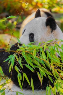 A Giant Panda, ailuropoda melanoleuca, leans against a rock and eats bamboo