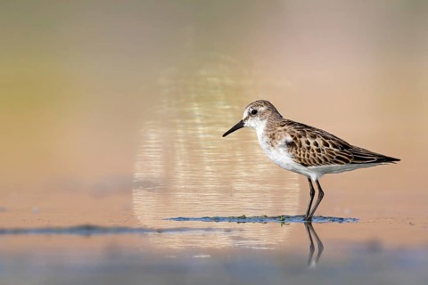 Animals, Birds, Little Sandpiper, (Calidris minuta), Biotope, Habitat, Foraging, Migratory bird,