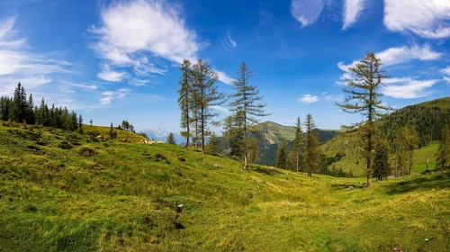 Herd of cattle on the Alpbichlalm with a view of the Trattberg, Osterhorngruppe, Salzkammergut,
