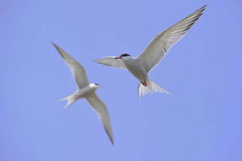 Common Tern (Sterna hirundo) flying, Lower Saxony, Germany
