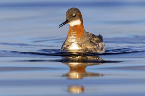 Odin's chicken, (Phalaropus lobatus), swims in the water, wading bird, Varanger, Finnmark, Norway