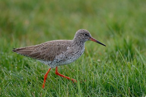 Common Redshank (Tringa totanus), Netherlands