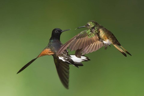 2 species of hummingbirds, the Velvet-purple Coronet and the Buff-tailed Coronet engaged in mid air