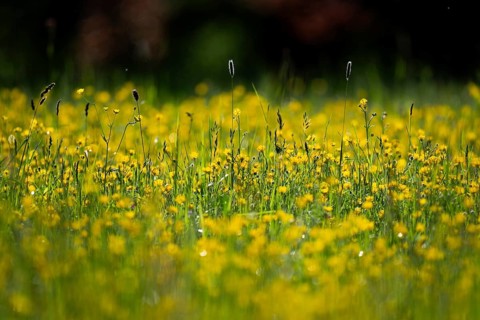 Flower meadow, Ranunculus acris, Rosensteinpark, Stuttgart, Baden-Württemberg, Germany