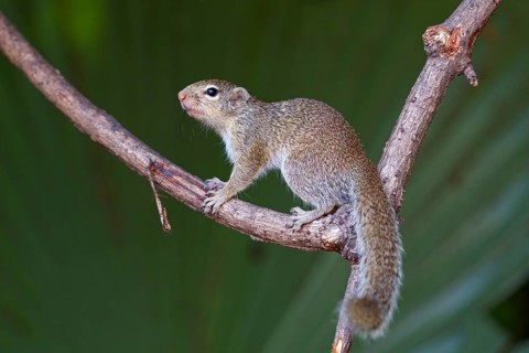 Gambian sun squirrel (Heliosciurus gambianus) Gambian sun squirrel, Balaba nature camp, Janjabureh,