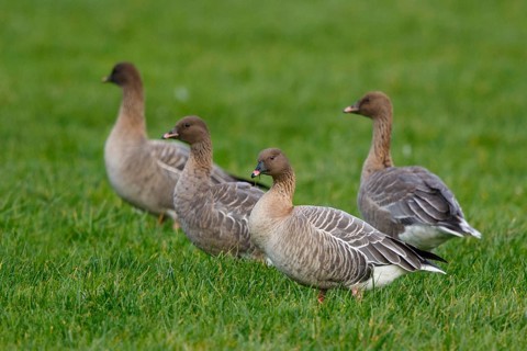 Pink-footed Goose (Anser brachyrhynchus) group resting, Netherlands