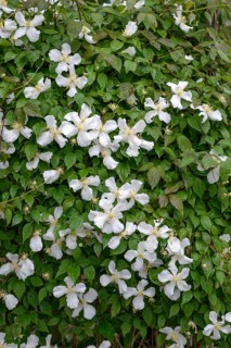 Clematis montana var. grandiflora, Great Britain