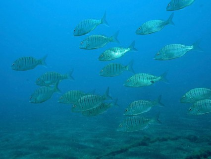 Marble bream (Lithognathus mormyrus)