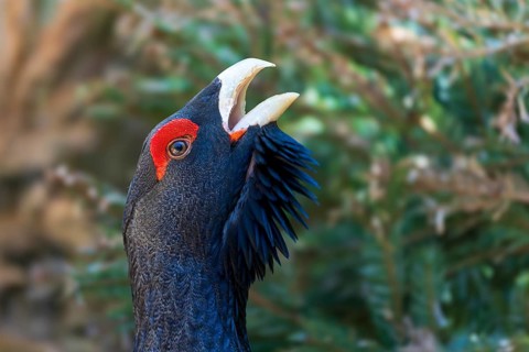 Bird's head with red crest points upwards and is depicted in a green background, capercaillie, cock