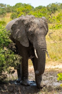 A majestic elephant indulges in a mud bath in the Masai Mara, Kenya. The vibrant greenery and open