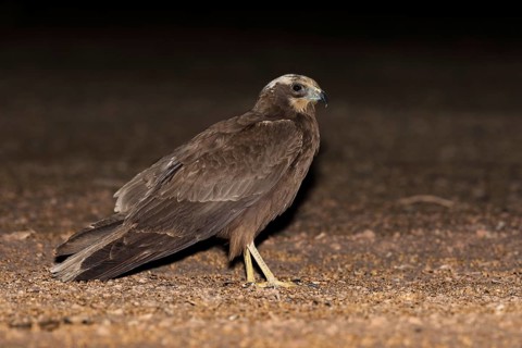 Western Marsh Harrier (Circus aeruginosus), Eilat, Israel