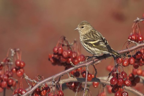 Pine Siskin (Spinus pinus), Ohio, USA