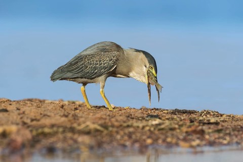 Striated Heron (Butorides striata) with fish prey in its beak, Eilat, Israel