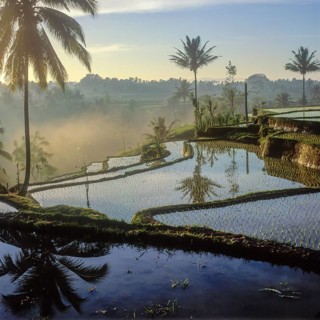 Terrassenreisfelder bei Tegalalang im Sonnenaufgang, Bali, Indonesien