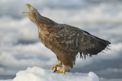 White-tailed Eagle (Haliaeetus albicilla) calling, Hokkaido, Japan
